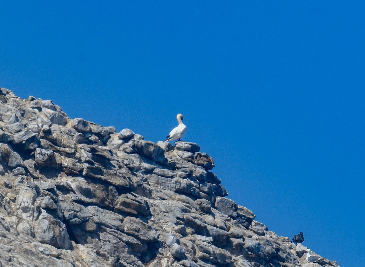 Northern Gannet - ML640678147