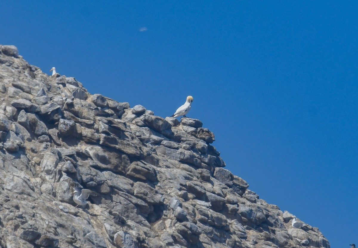 Northern Gannet - ML640678148