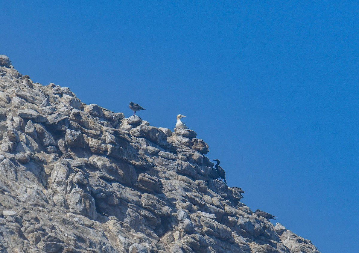 Northern Gannet - ML640678149