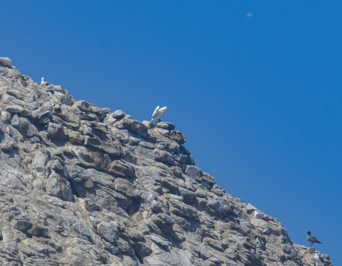 Northern Gannet - ML640678150