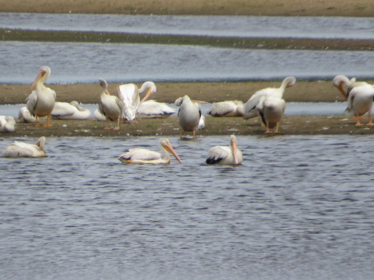American White Pelican - ML640678203