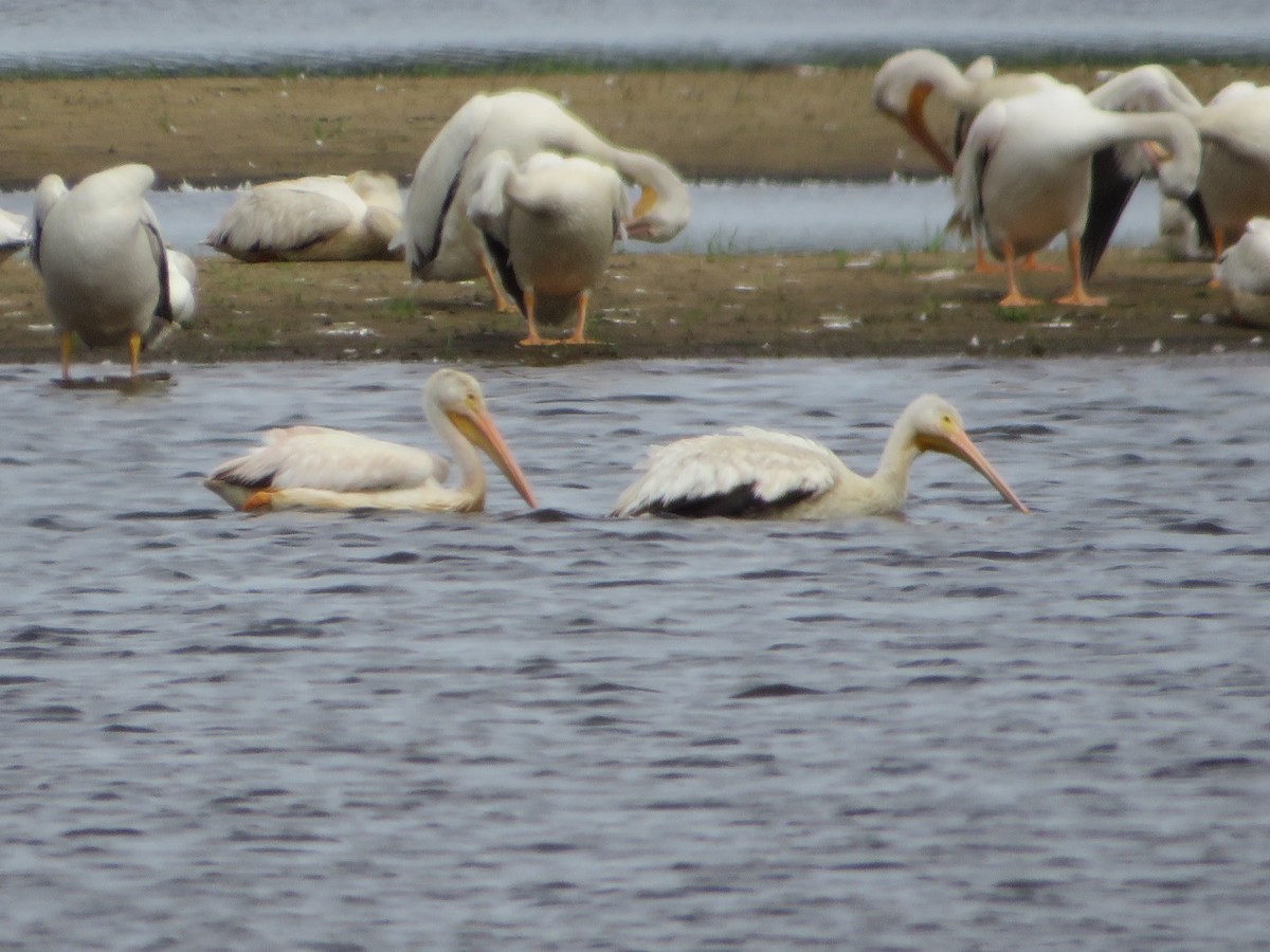 American White Pelican - ML640678204