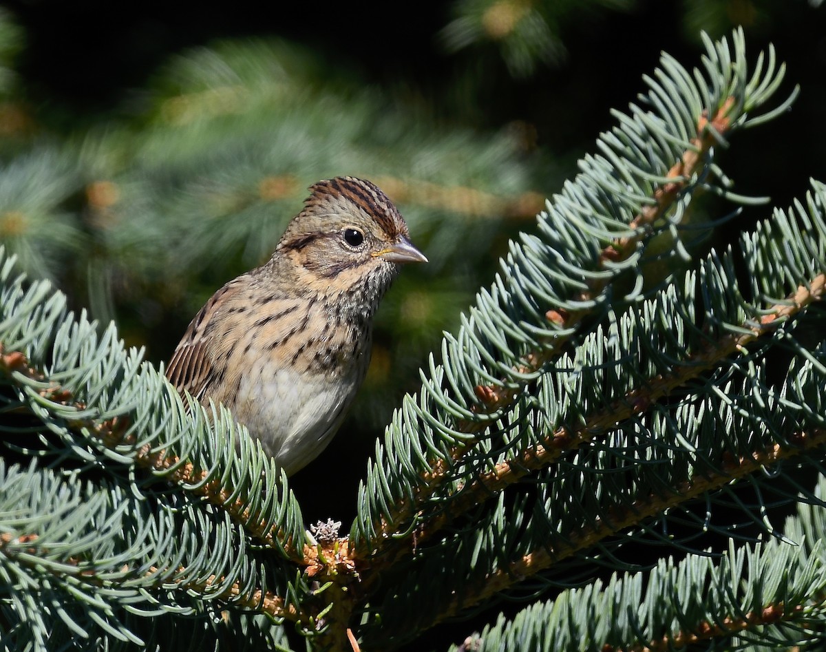 Lincoln's Sparrow - ML640678301