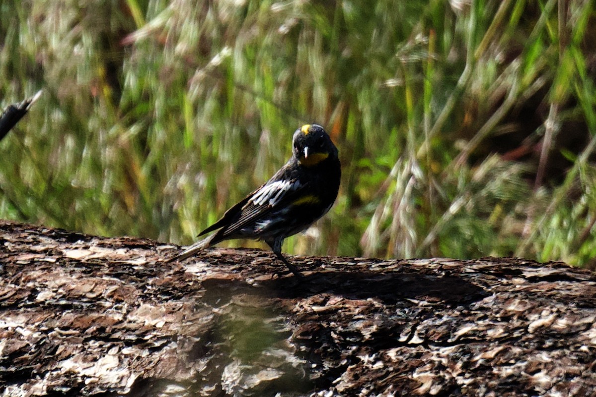 Yellow-rumped Warbler - ML640678302