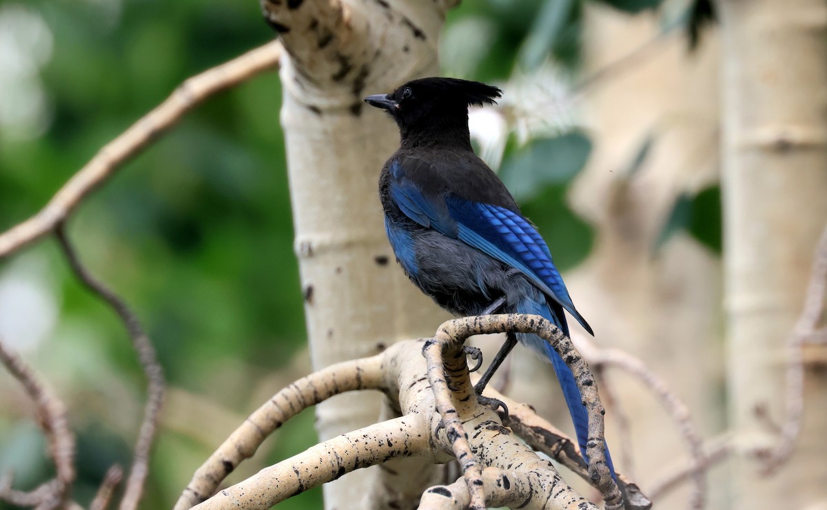 Steller's Jay - ML640678431