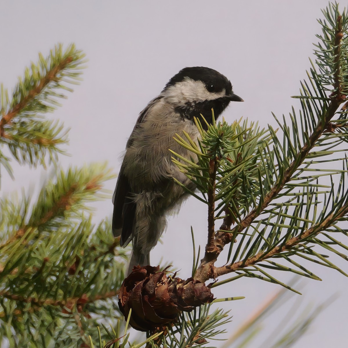 Mexican Chickadee - ML640678437