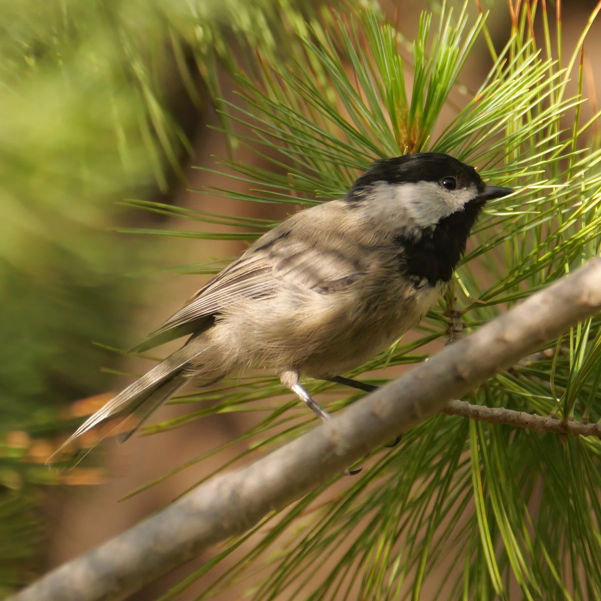 Mexican Chickadee - ML640678438