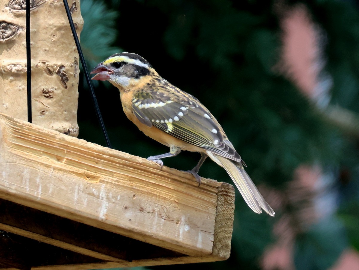 Black-headed Grosbeak - ML640678486