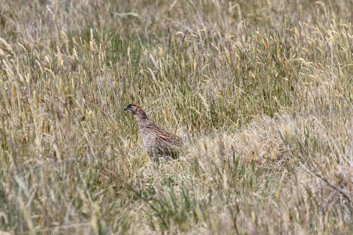 Francolin d'Erckel - ML640678497