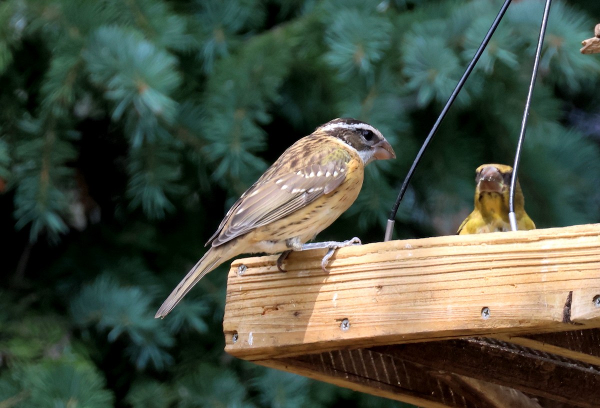 Black-headed Grosbeak - ML640678500
