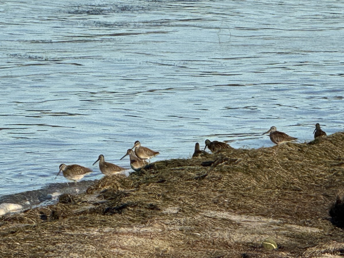 Short-billed Dowitcher - ML640678603