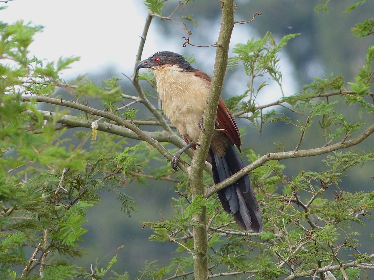 Senegal Coucal - ML64067871