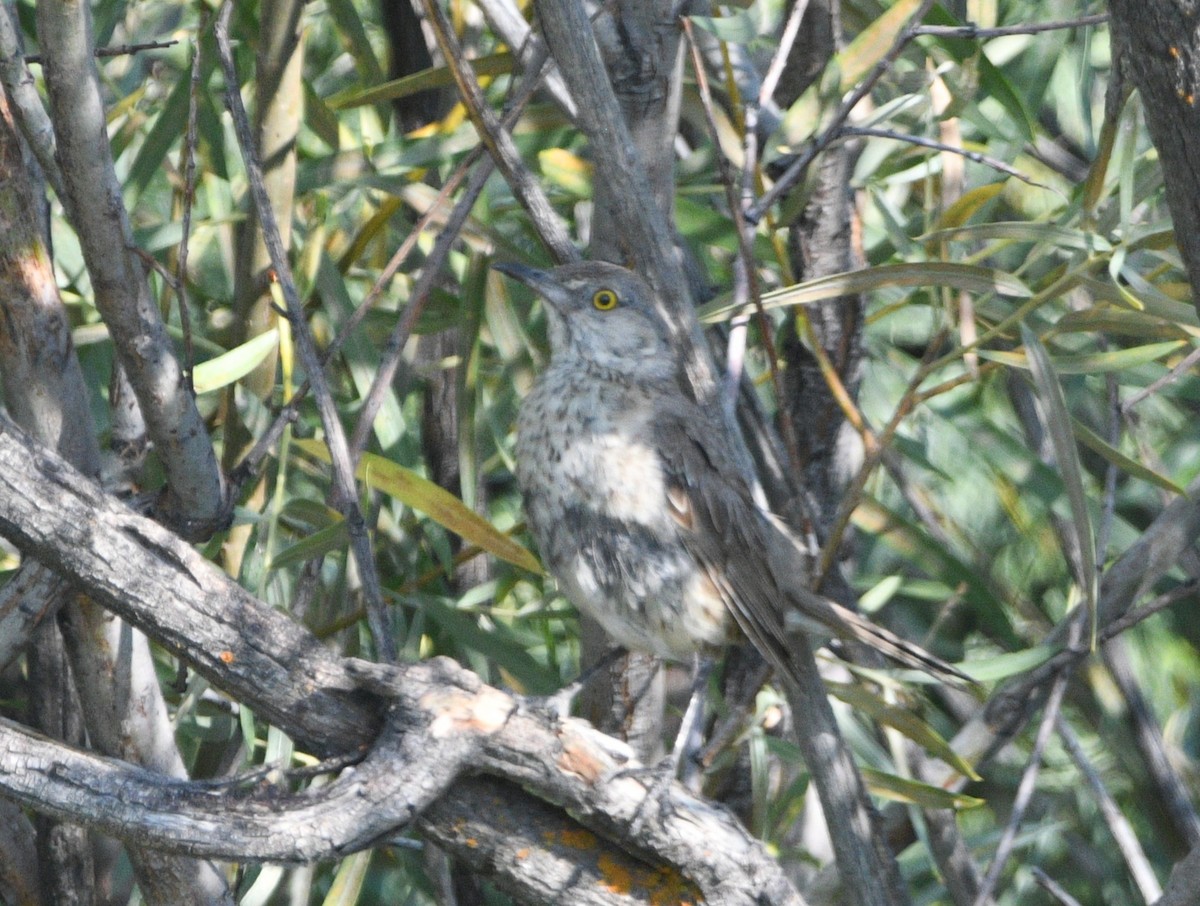 Sage Thrasher - ML640678735