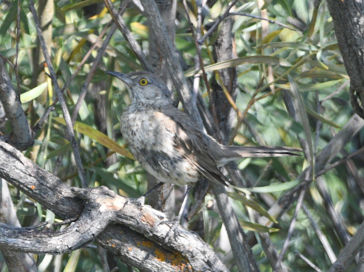 Sage Thrasher - ML640678739