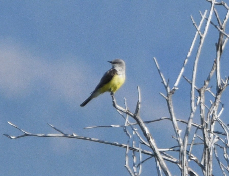Western Kingbird - ML640678753