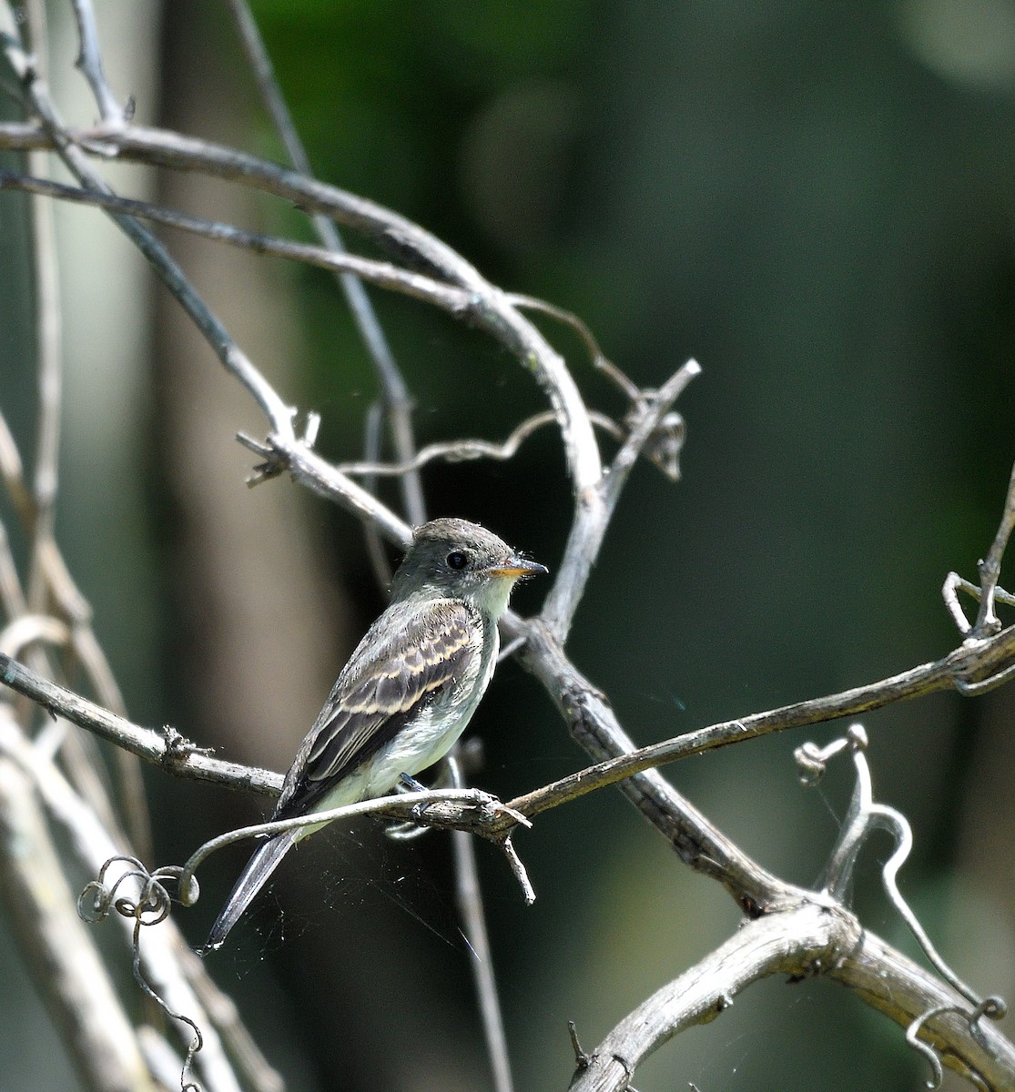 Eastern Wood-Pewee - ML640678809