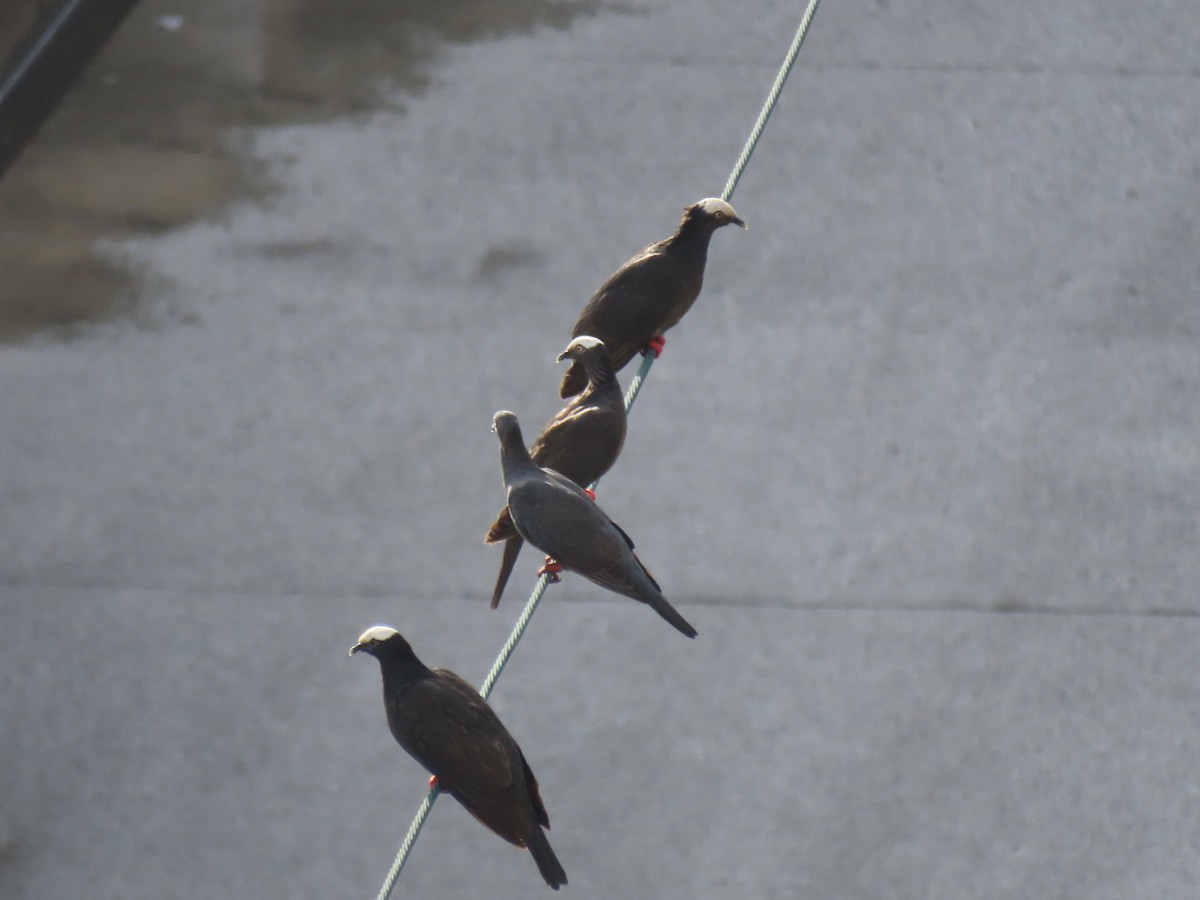 White-crowned Pigeon - ML640678822