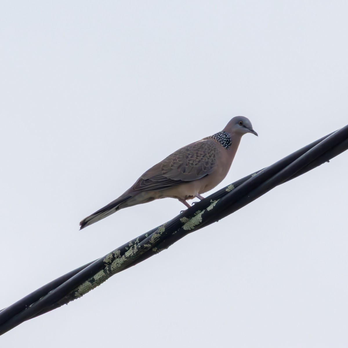 Spotted Dove - ML640678887