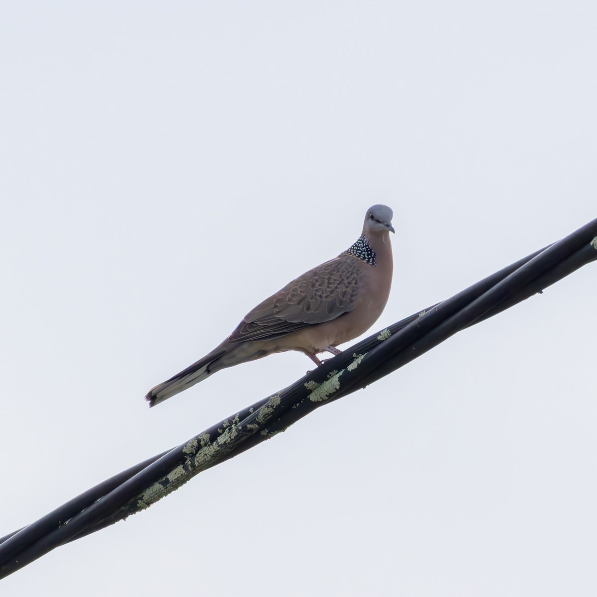 Spotted Dove - ML640678888