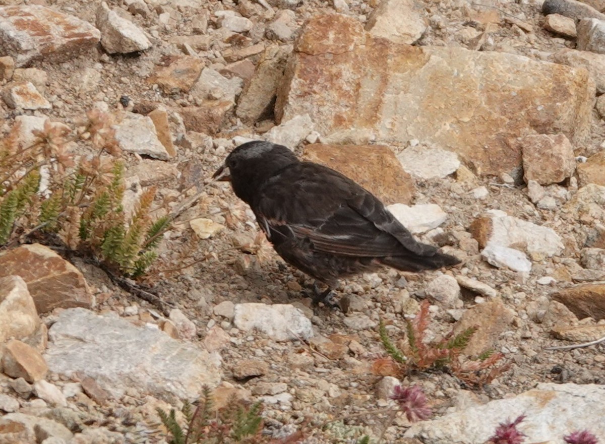 Black Rosy-Finch - ML640678952
