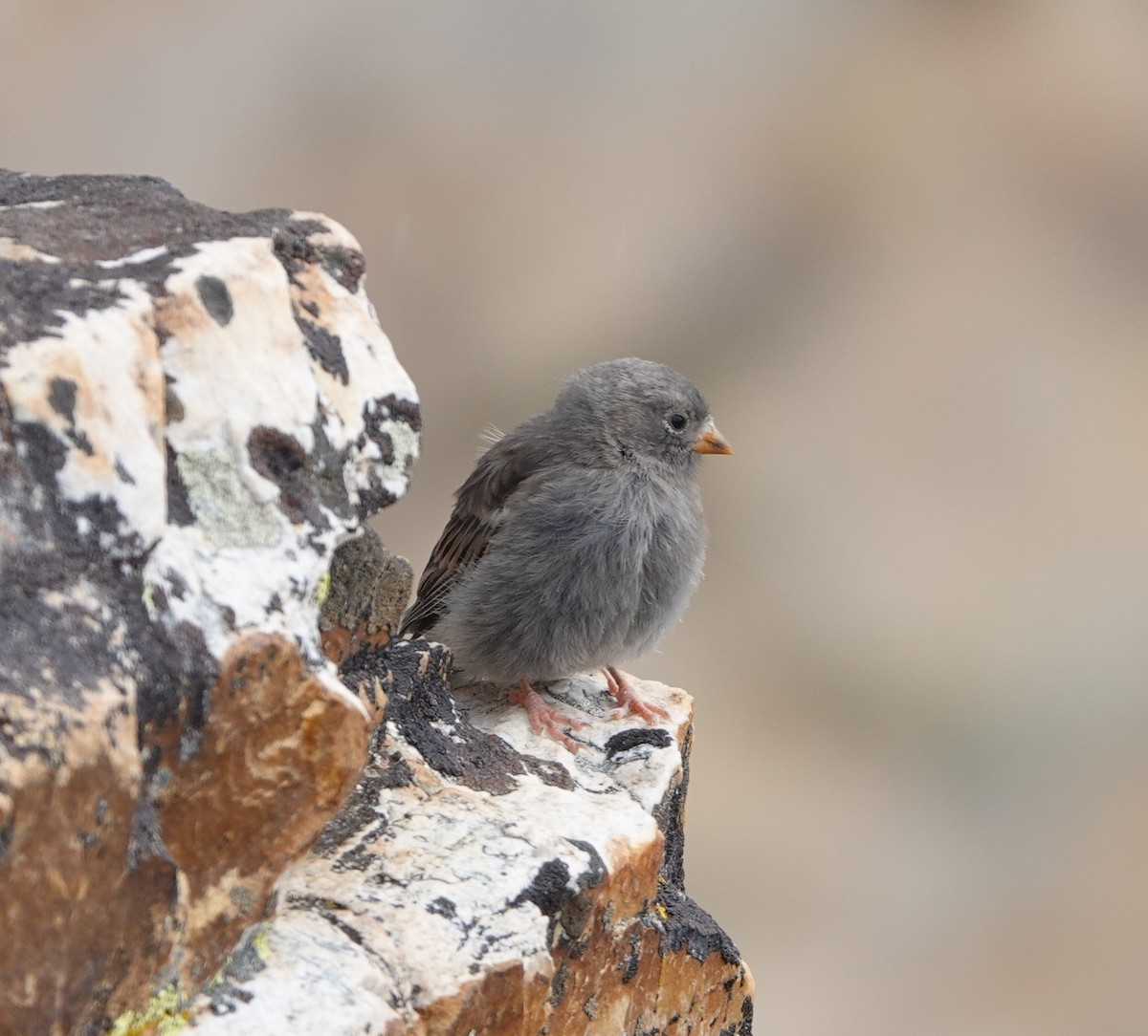 Black Rosy-Finch - ML640678953