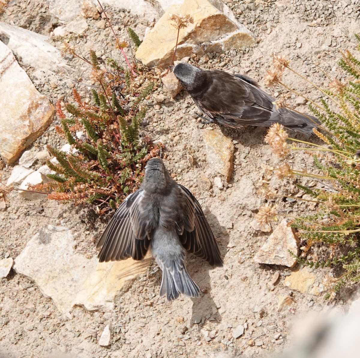 Black Rosy-Finch - ML640678954