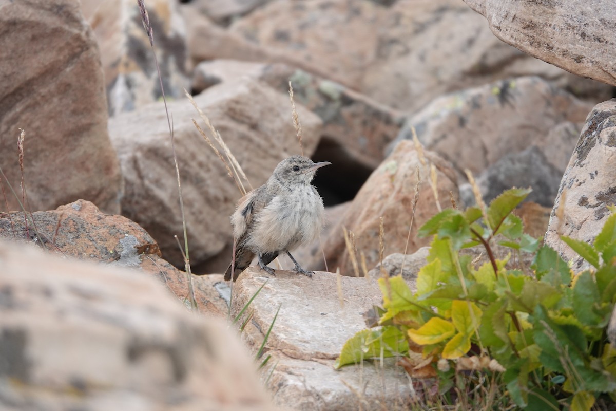 Rock Wren - ML640678956