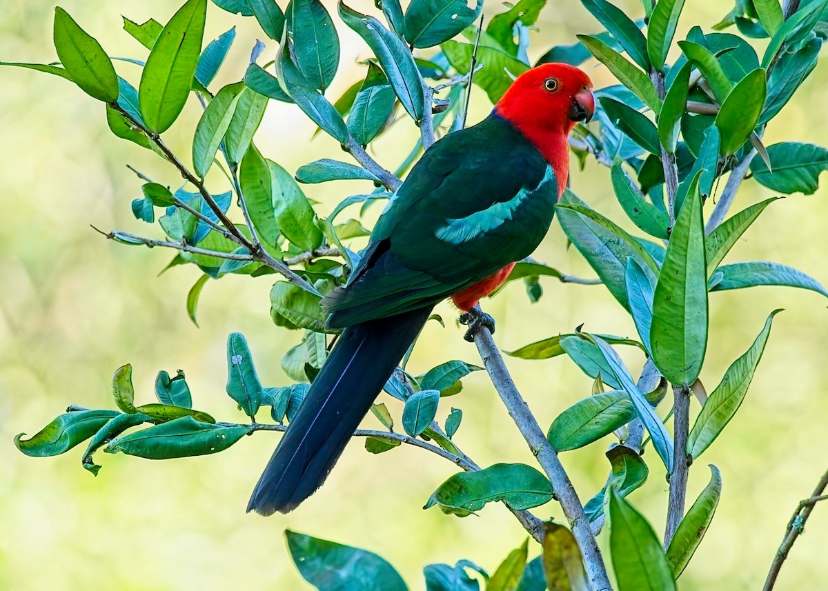 Australian King-Parrot - ML640678986