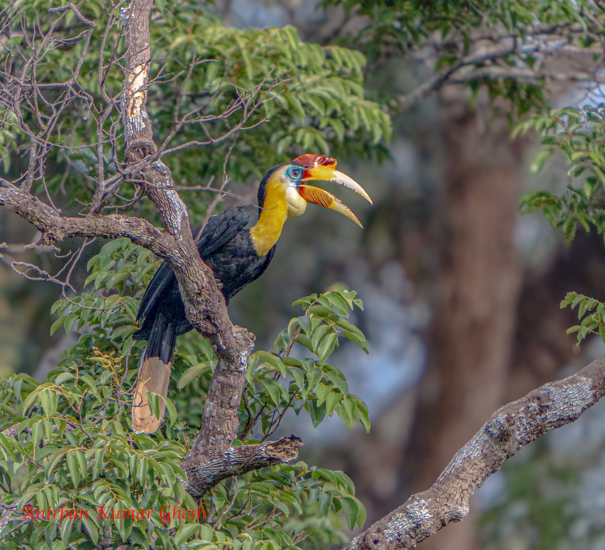 Wrinkled Hornbill - ML640679000
