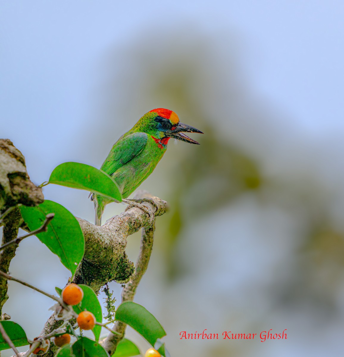 Red-throated Barbet - ML640679029