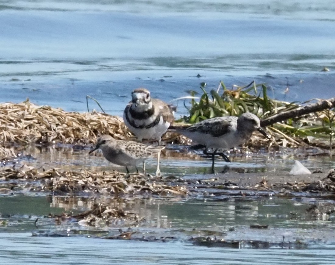 Sanderling - ML640679063