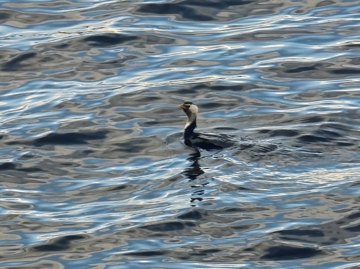 Little Pied Cormorant - ML640679083