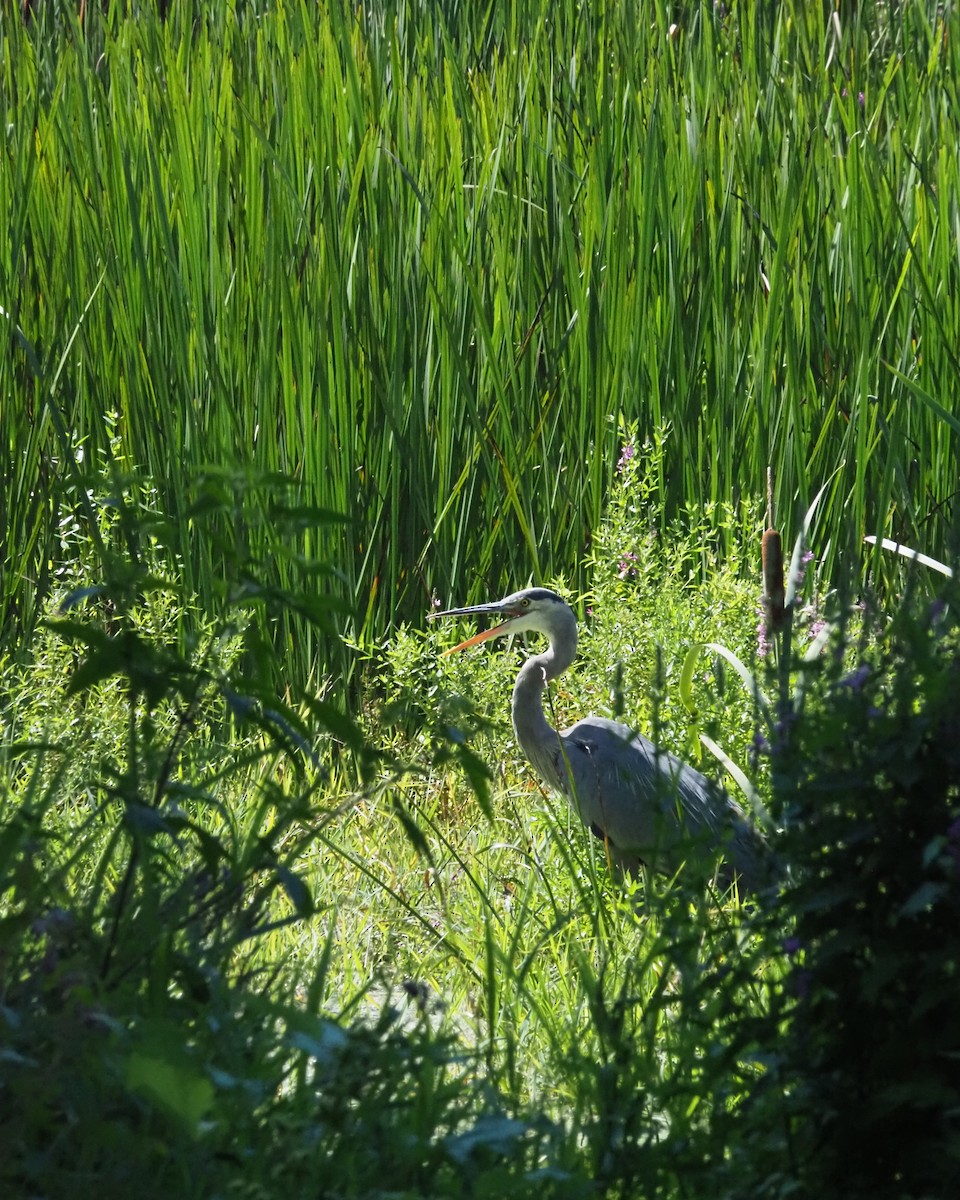 Great Blue Heron - ML640679084