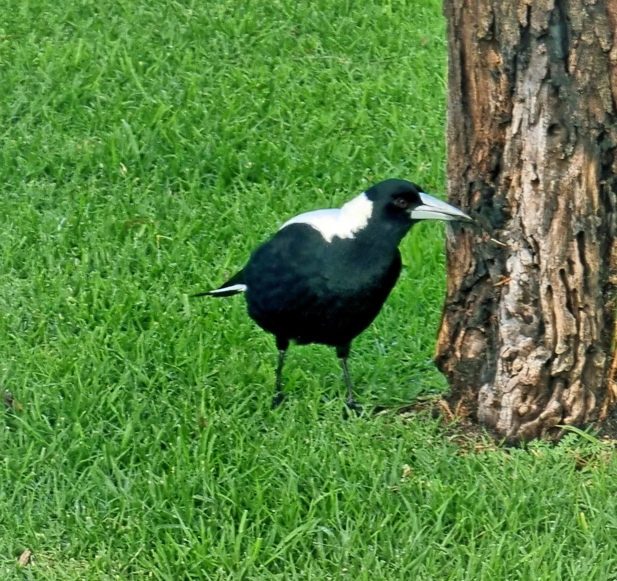 Australian Magpie - ML640679090