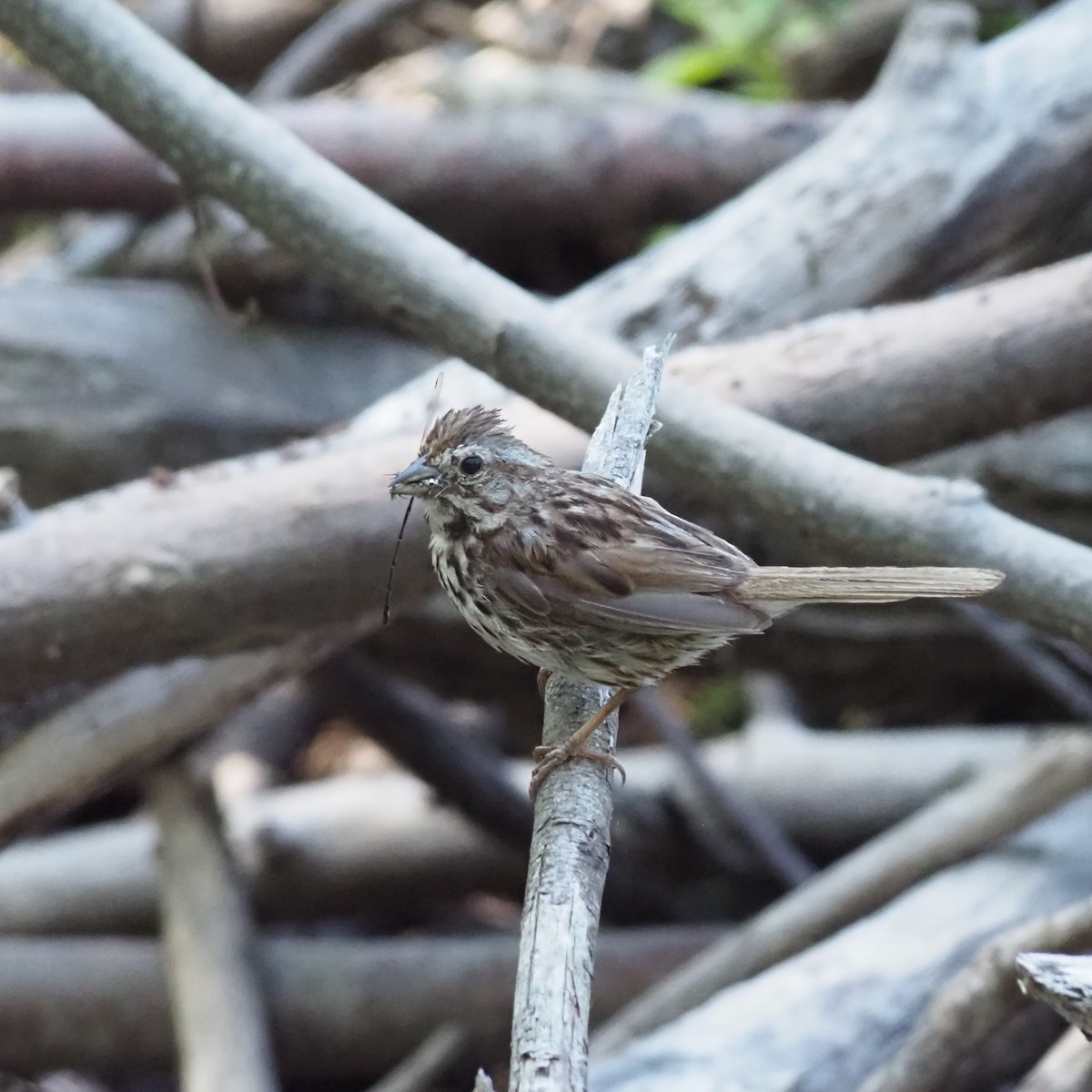 Song Sparrow - ML640679106