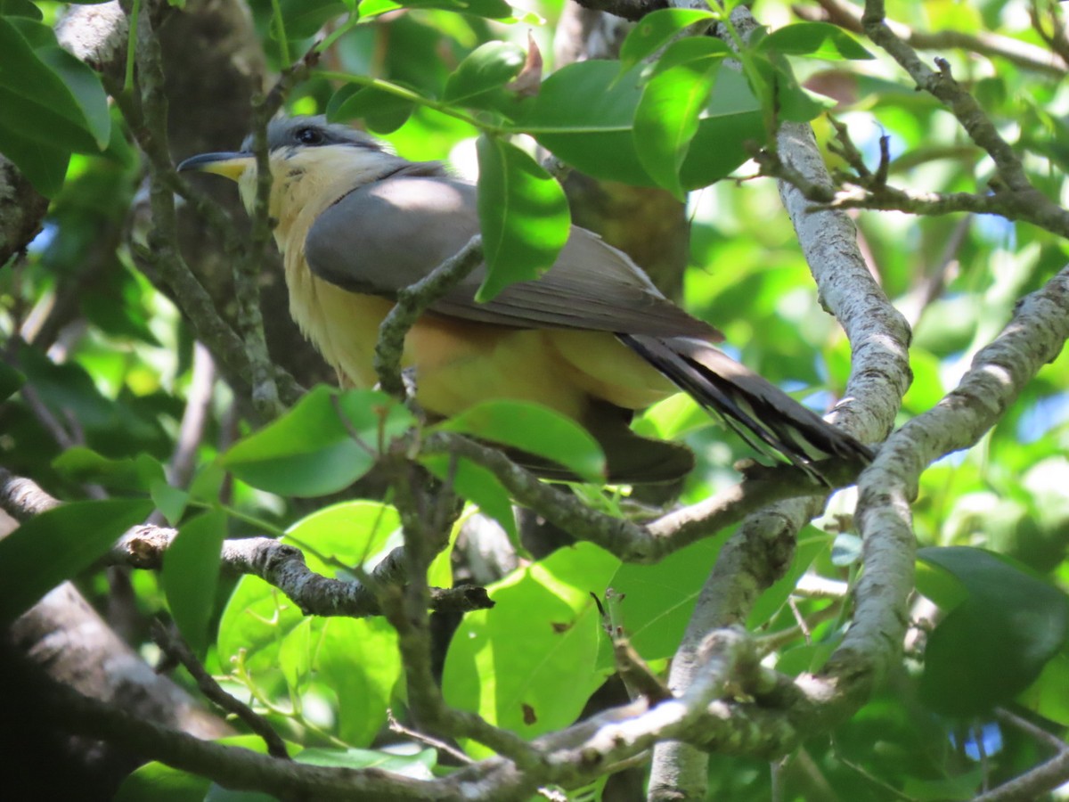 Mangrove Cuckoo - ML640679149