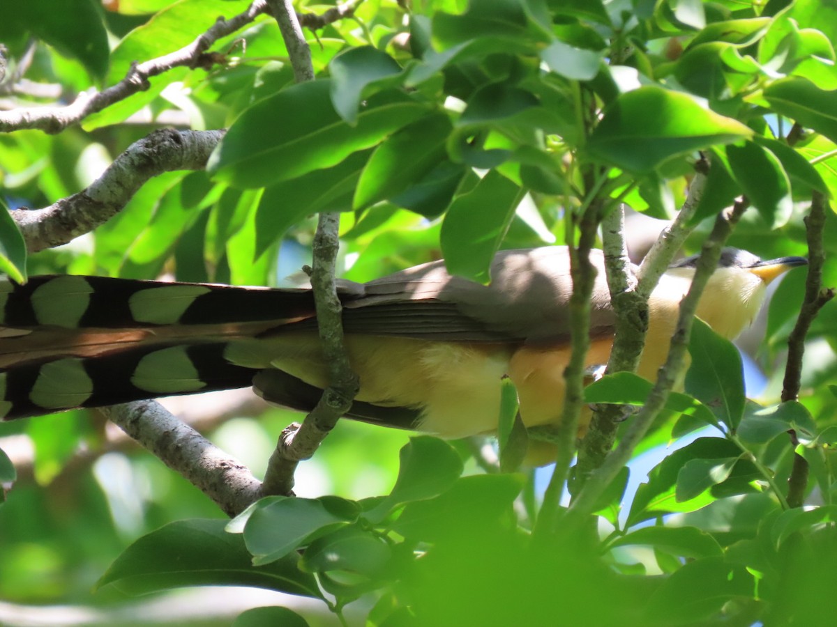 Mangrove Cuckoo - ML640679150