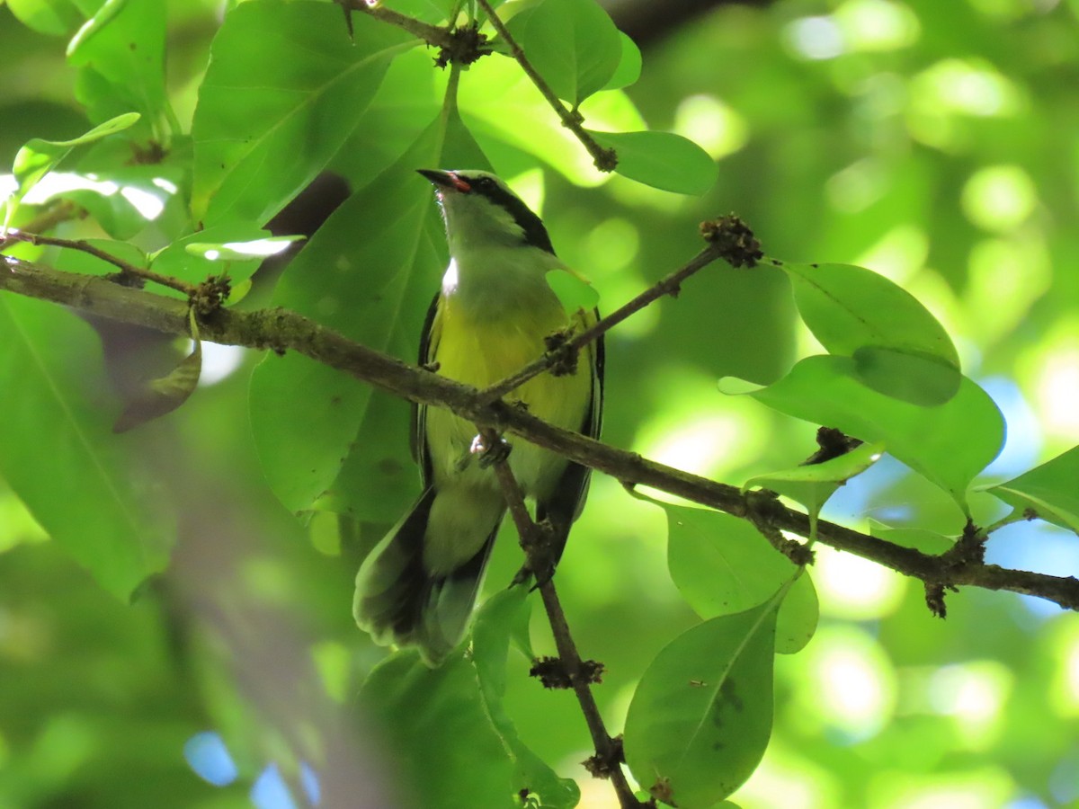 Bananaquit - ML640679156