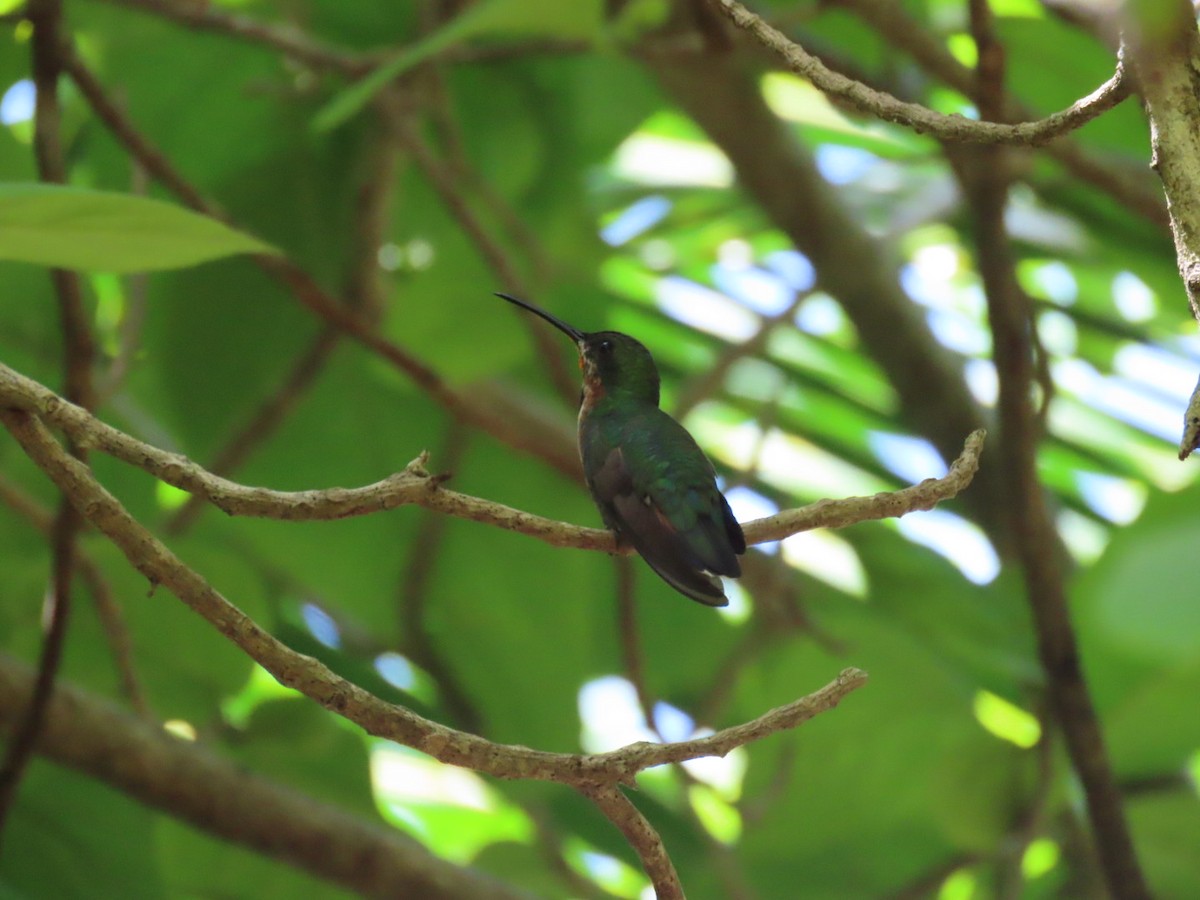 Green-breasted Mango - ML640679163