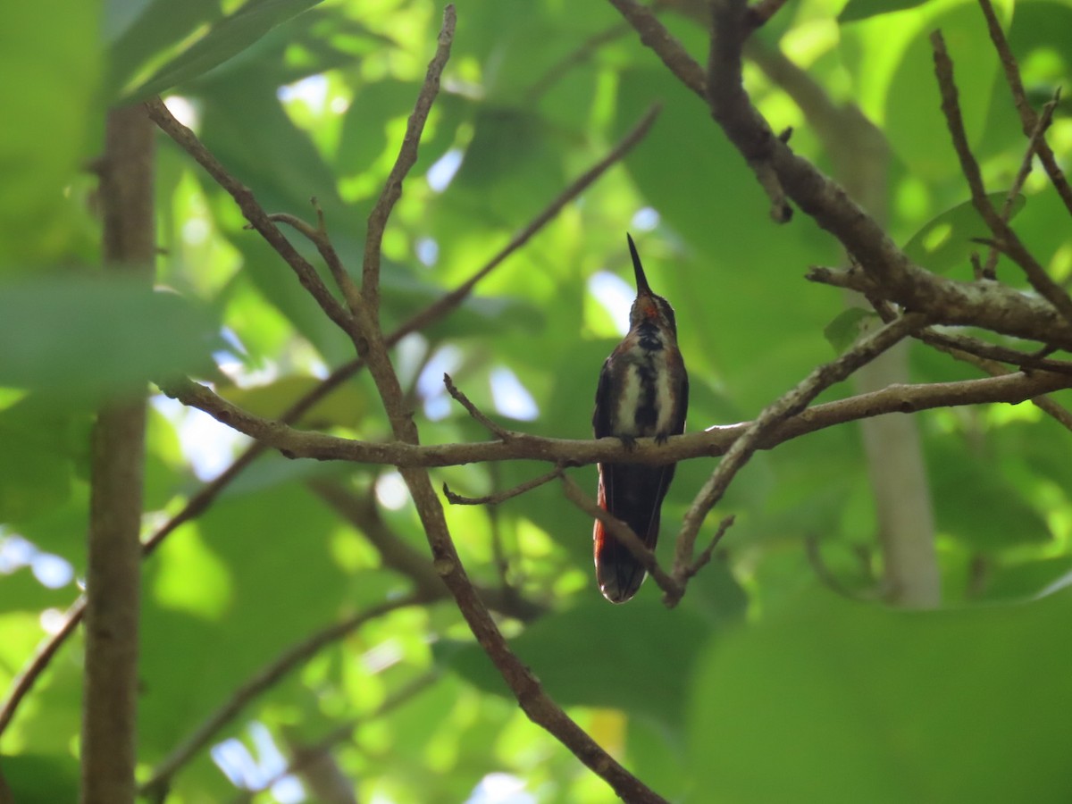 Green-breasted Mango - ML640679164