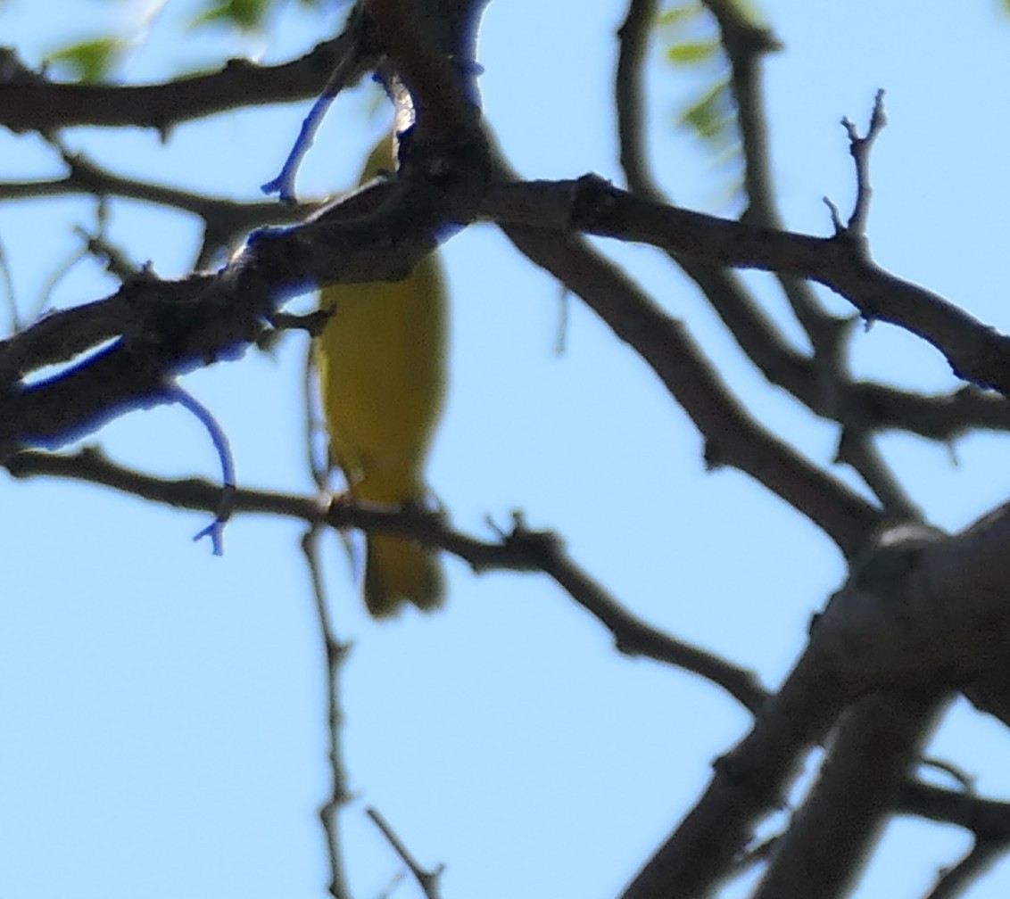 new world oriole sp. - ML640679205