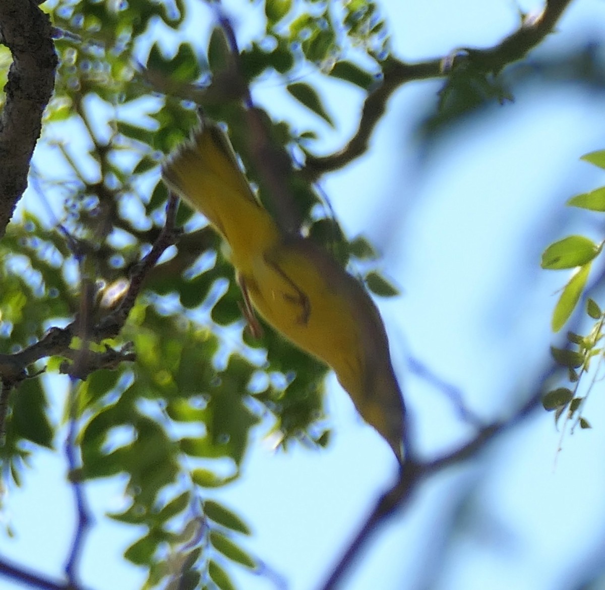 new world oriole sp. - ML640679206