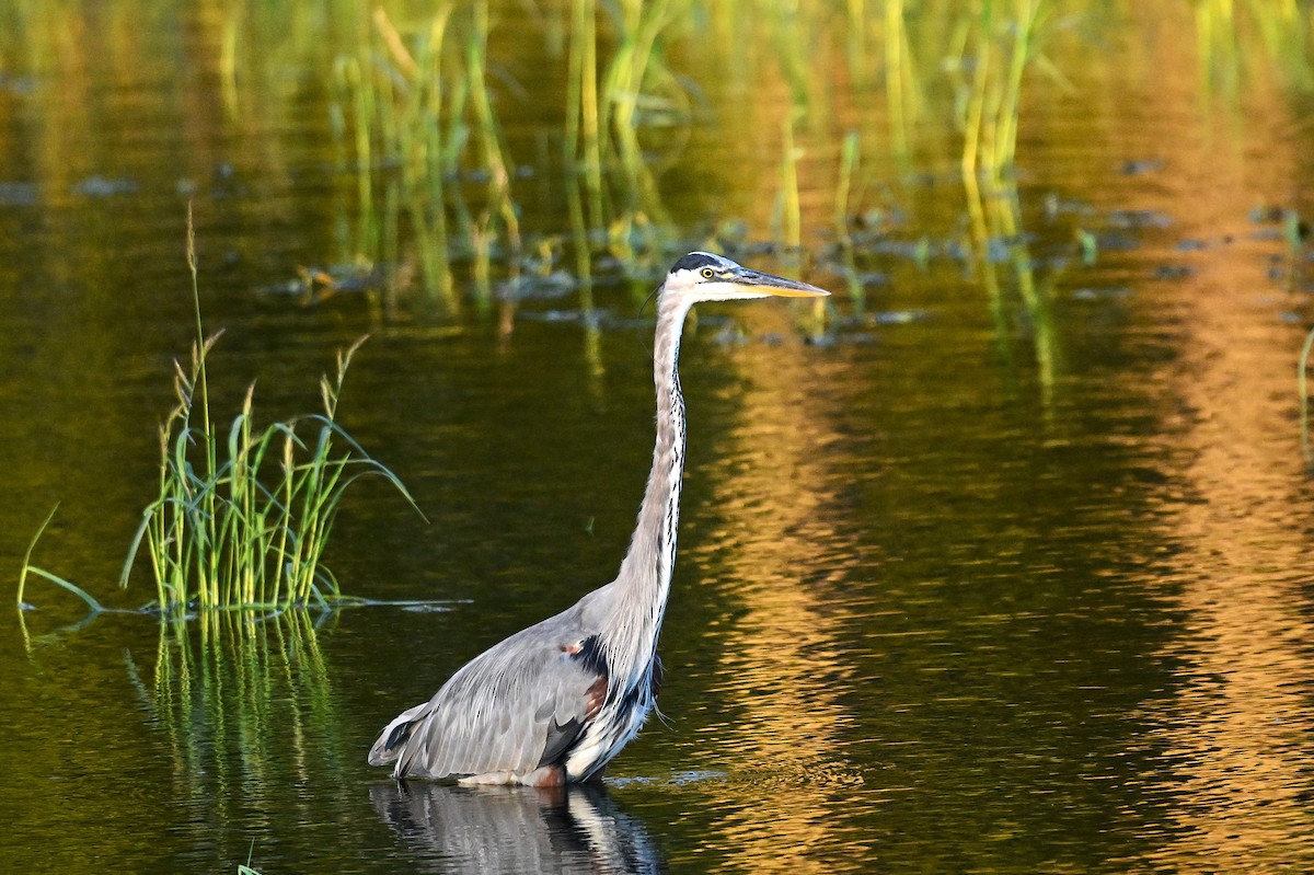 Great Blue Heron - ML640679253