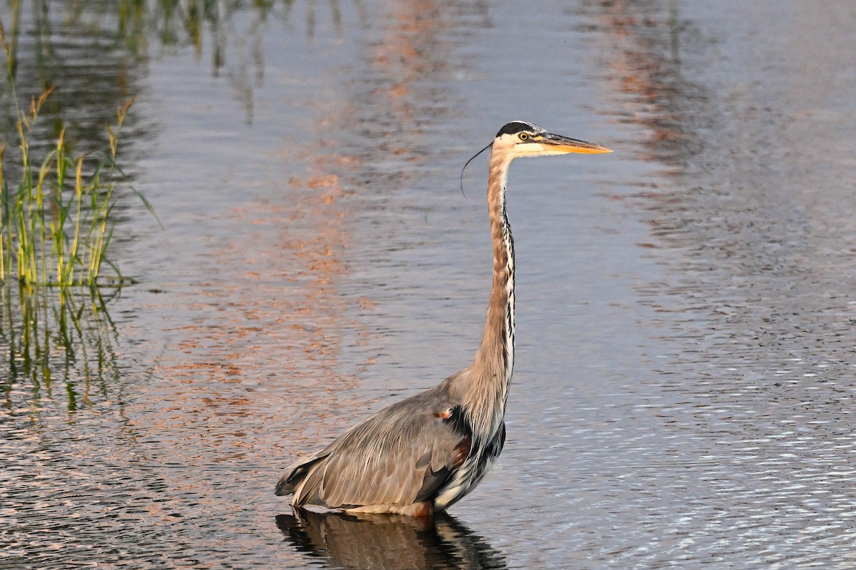 Great Blue Heron - ML640679275