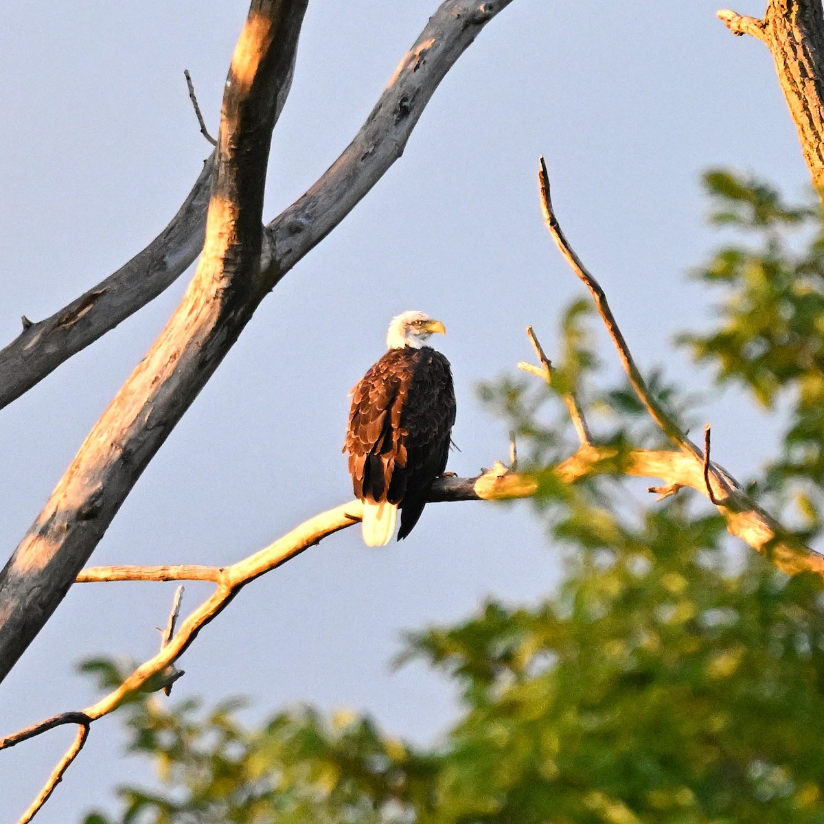 Bald Eagle - ML640679278