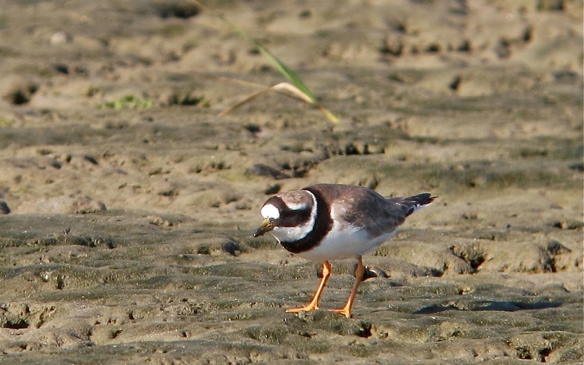 Common Ringed Plover - ML64067931