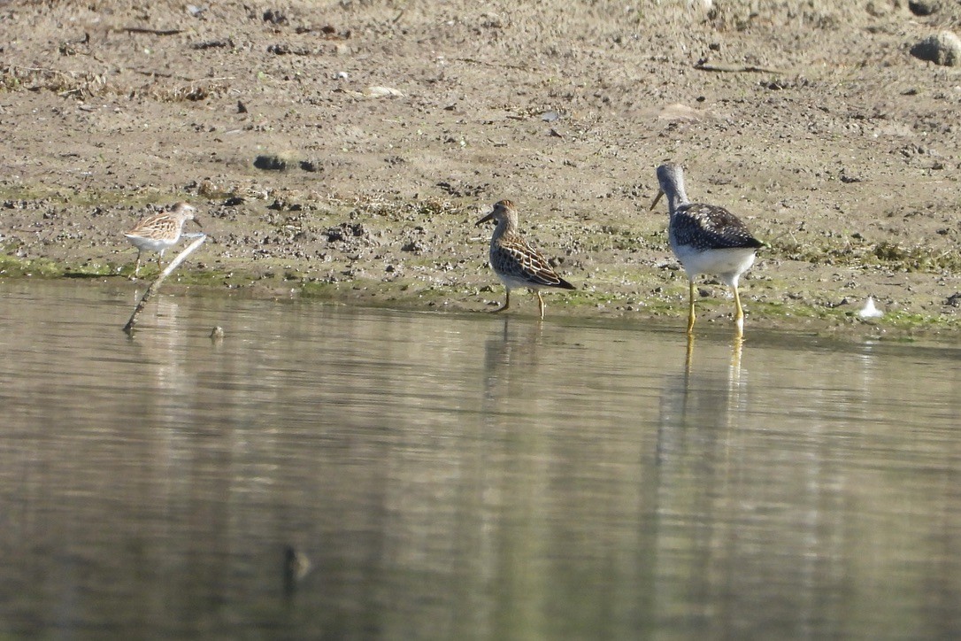 Pectoral Sandpiper - ML640679430