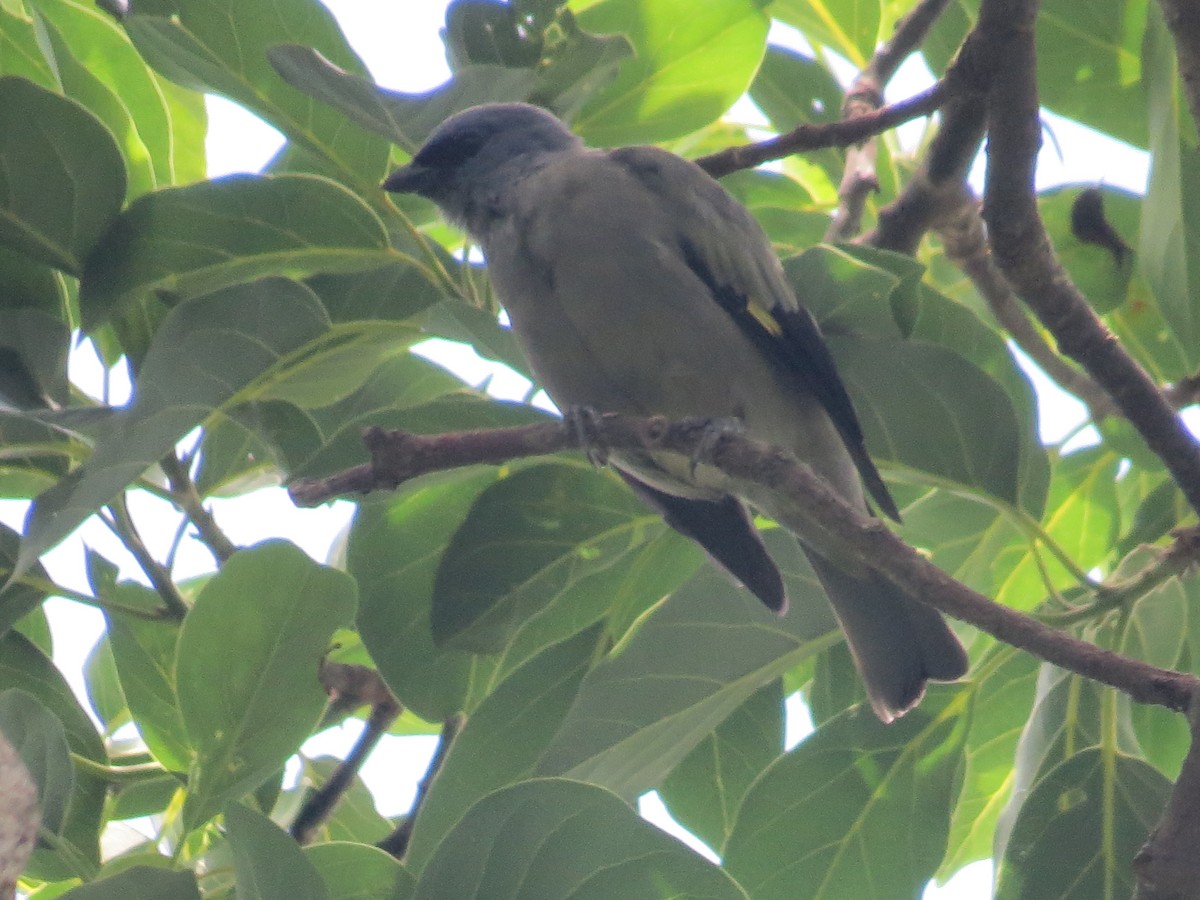 Tangara Aliamarilla - ML640679460