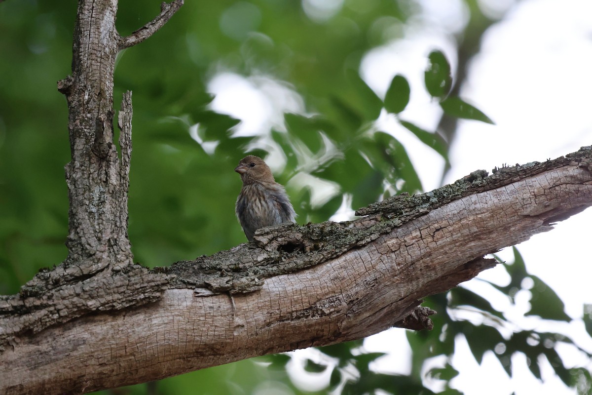 House Finch - ML640679462