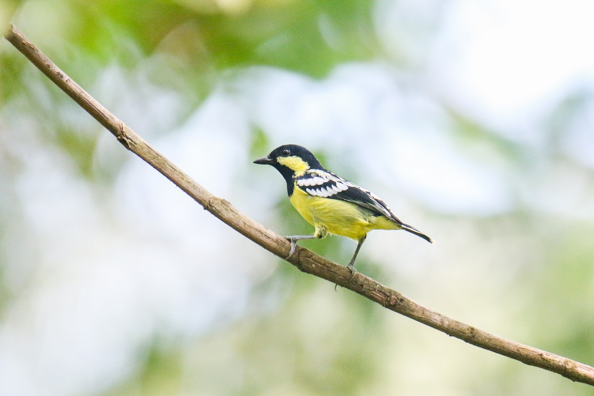 Elegant Tit - ML640679476